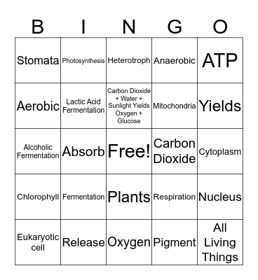 Photosynthesis and Cellular Respiration Bingo Card