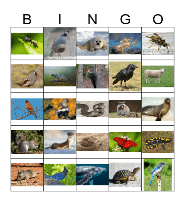 Animal Bingo 3 Bingo Card