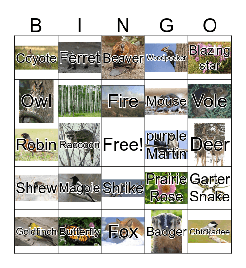 GRASSLANDS Bingo Card