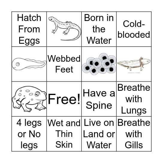 Amphibian Bingo Card