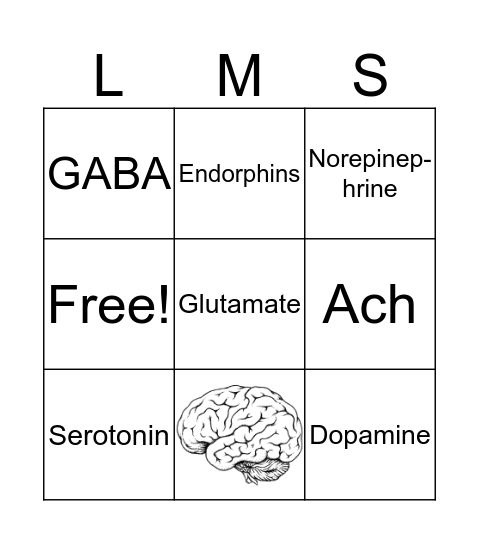 Neurotransmitter Review Bingo Card