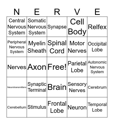Nervous System Bingo Card