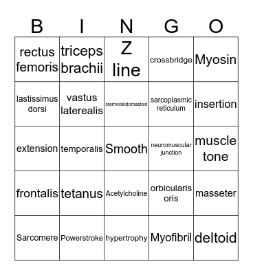 muscular system Bingo Card