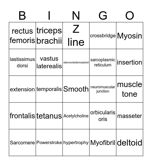 muscular system Bingo Card