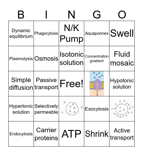 4B Cell Transport DP Bingo Card