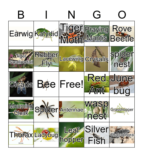 BINGO BUGS Bingo Card