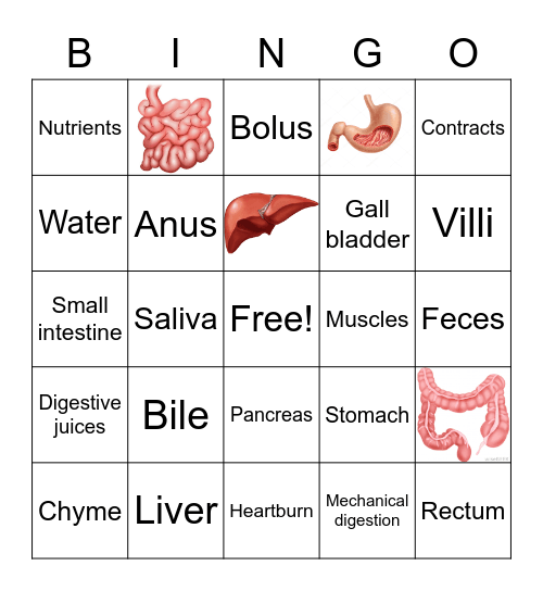 The Digestive System!!! Bingo Card