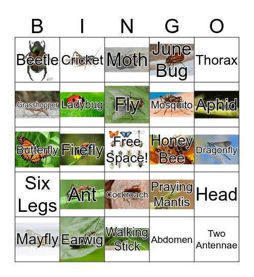 Insect Bingo Card