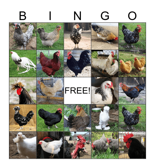 Granville Cluckers Bingo Card