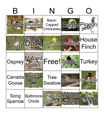 Birds Bingo Card