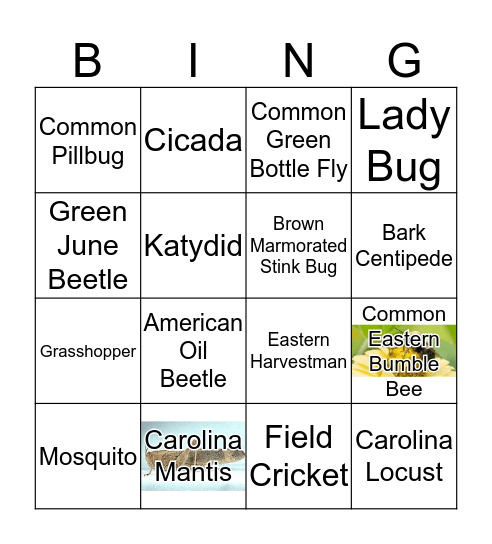 Indigenous Insects Bingo Card