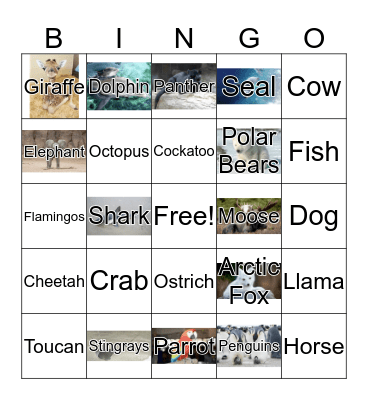 animals  Bingo Card