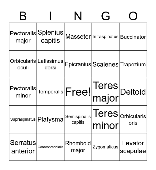 List 1 muscles Bingo Card