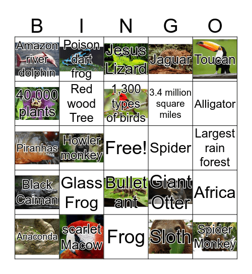 Amazon Rain Forest  Bingo Card