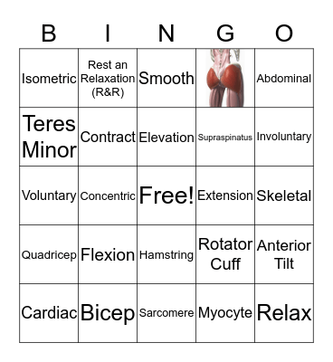 Muscular System Bingo Card