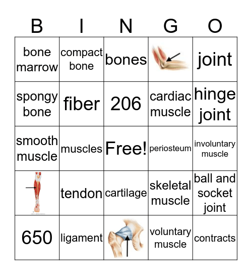 The Skeletal & Muscular System Bingo Card