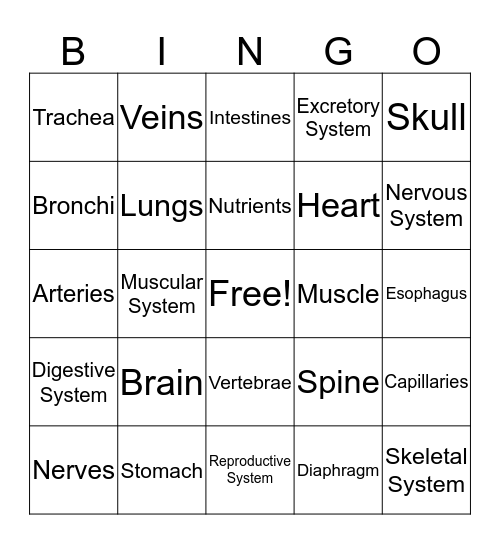 Body Systems Bingo Card