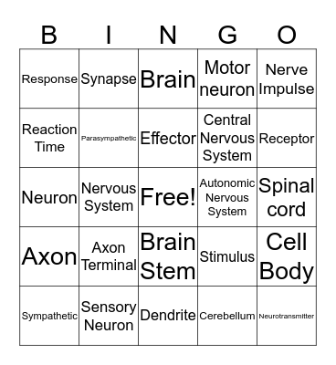 NERVOUS SYSTEM  Bingo Card