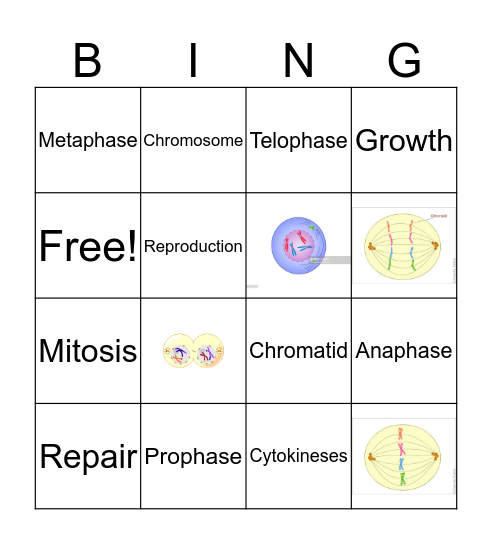 Stages of Mitosis Bingo Card