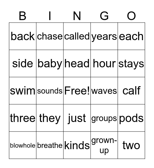 Dolphins Bingo Card