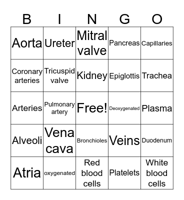 The Circulatory and Respiratory system Bingo Card