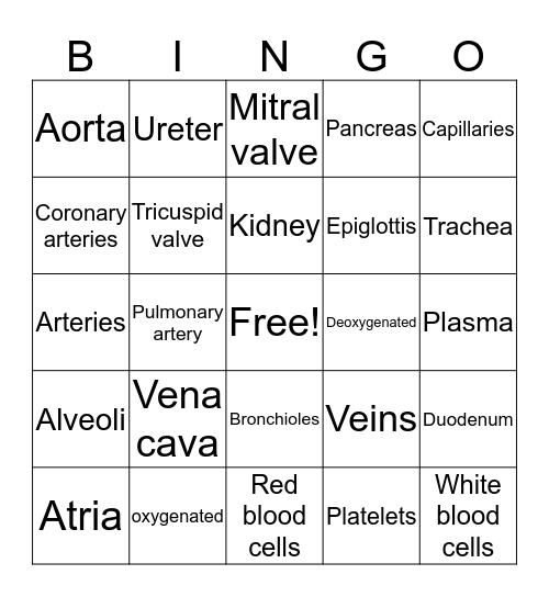 The Circulatory and Respiratory system Bingo Card
