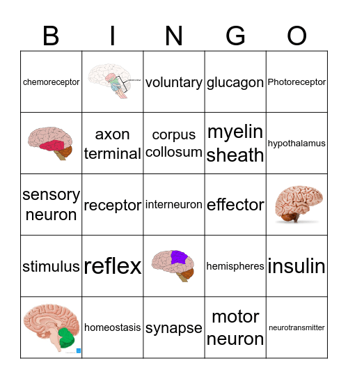Brain & Coordination and Control Bingo Card
