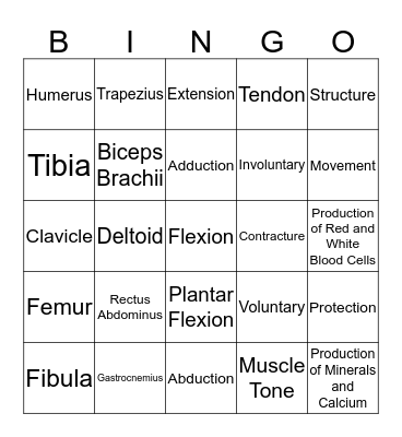 Musculoskeletal System Bingo Card