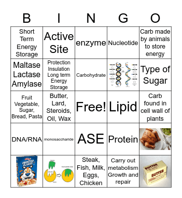 Biomolecules Bingo Card