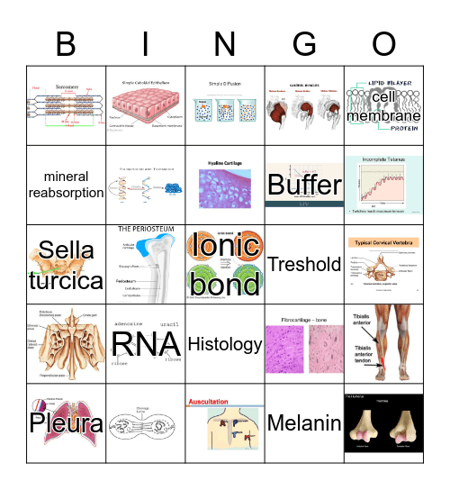 Anatomy & Physiology  Bingo Card