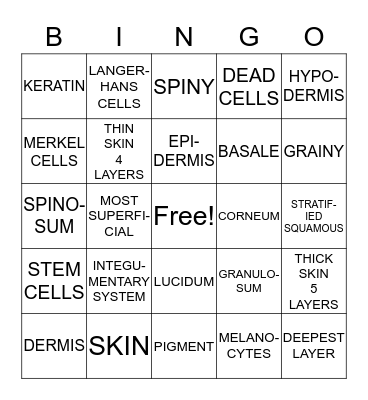 LAYERS OF THE EPIDERMIS Bingo Card