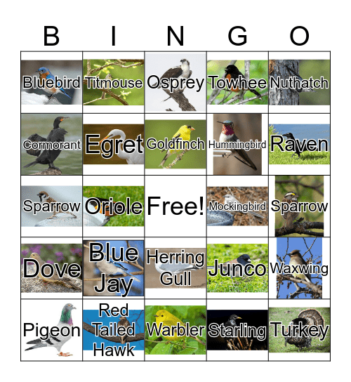 Birds Bingo Card