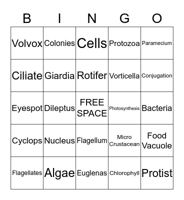 Life In a Drop of Water Bingo Card