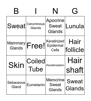 6.2 Accessory Structure of the Skin  Bingo Card