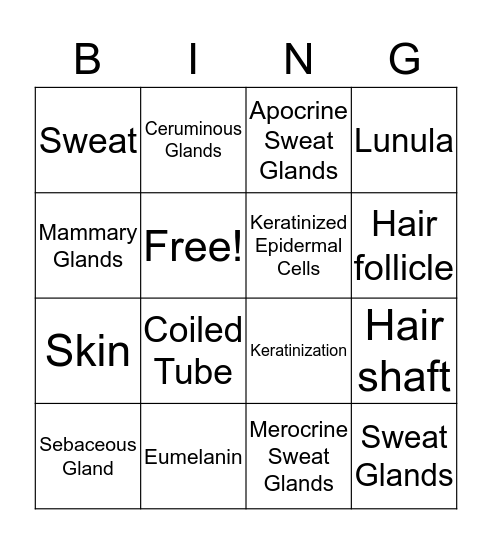 6.2 Accessory Structure of the Skin  Bingo Card