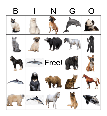 Animal Discovery Bingo Card