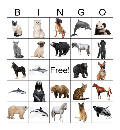 Animal Discovery Bingo Card