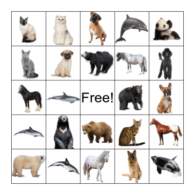 Animal Discovery Bingo Card