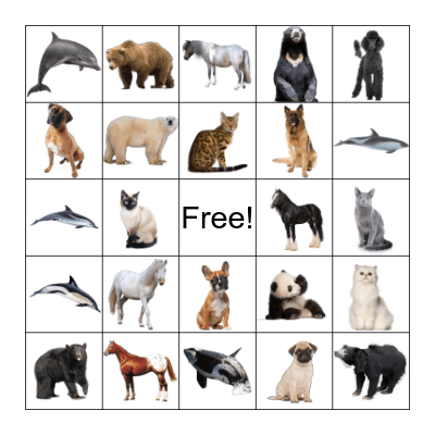 Animal Discovery Bingo Card