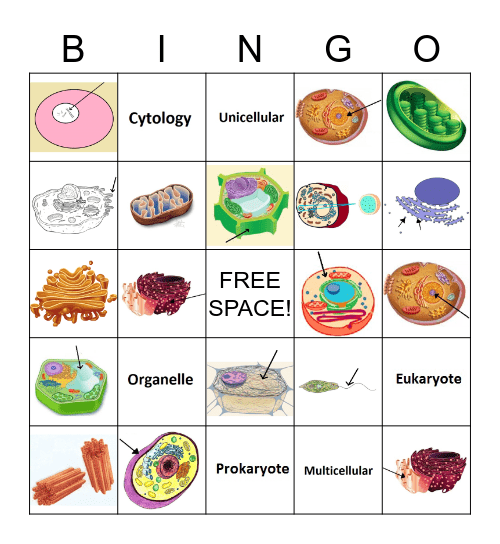 CELLS Bingo Card