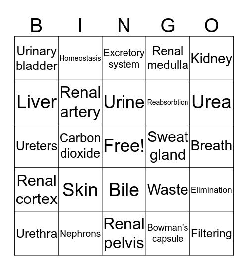 Excretory System Bingo Card