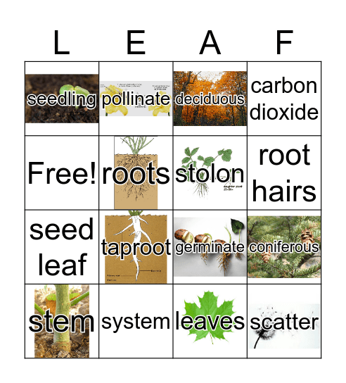 Plant BINGO Card