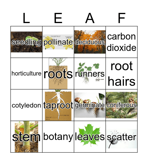 Plant BINGO Card