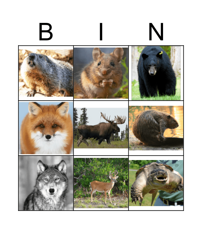 Animal Track Bingo Card