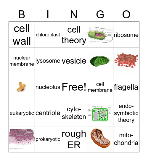 Cells and Organelles Bingo Card