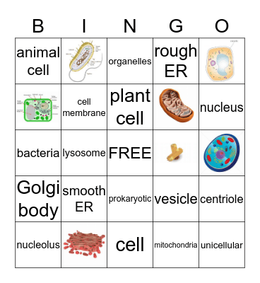 CELLS AND ORGANELLES Bingo Card