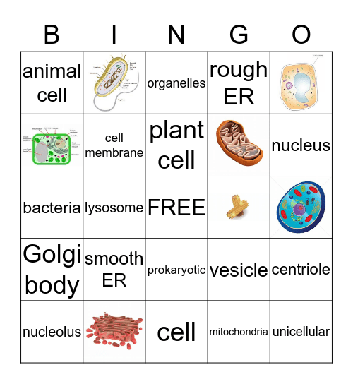 CELLS AND ORGANELLES Bingo Card