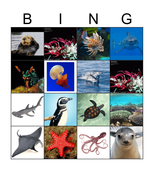 Pacific Animals Bingo Card