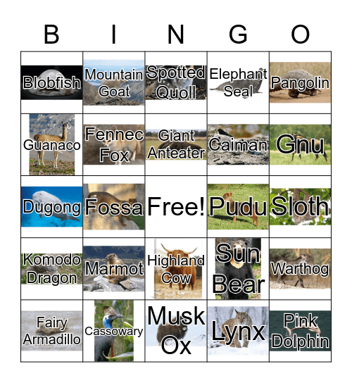 CURIOUS CREATURES Bingo Card