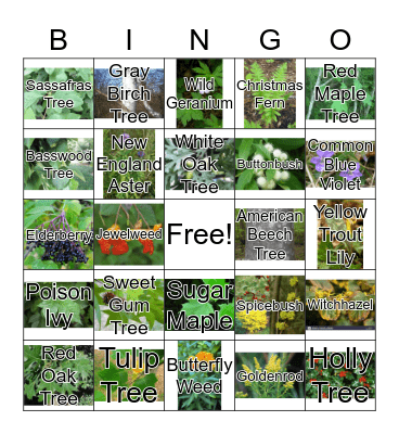 Native Plants Bingo! Bingo Card